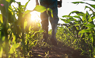 man walking through corn field